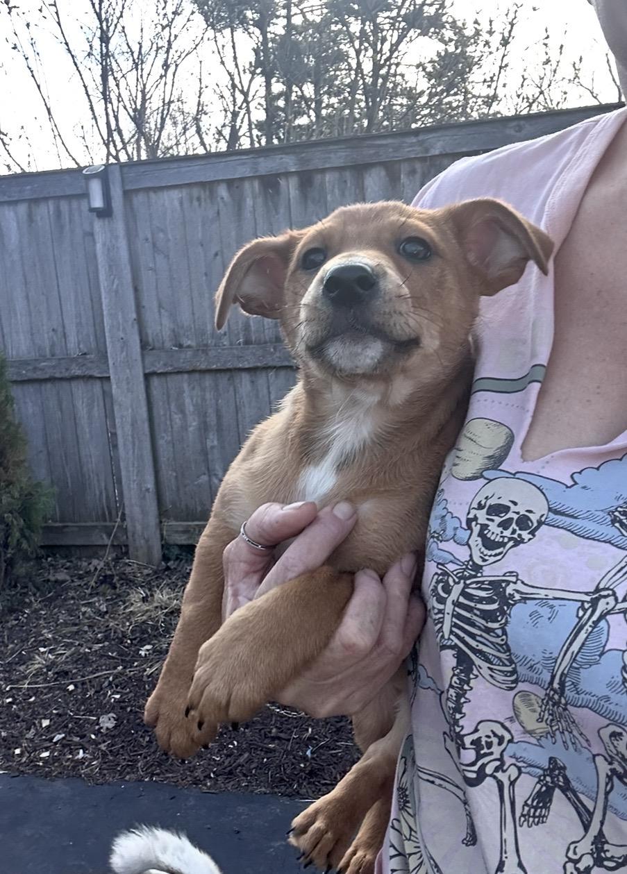 Enlarge Cumin, a ADOPTABLE mixed breed in Arlington Heights, IL image 3/5