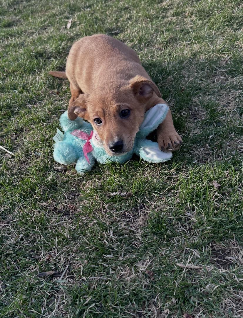 Enlarge Cumin, a ADOPTABLE mixed breed in Arlington Heights, IL image 2/5