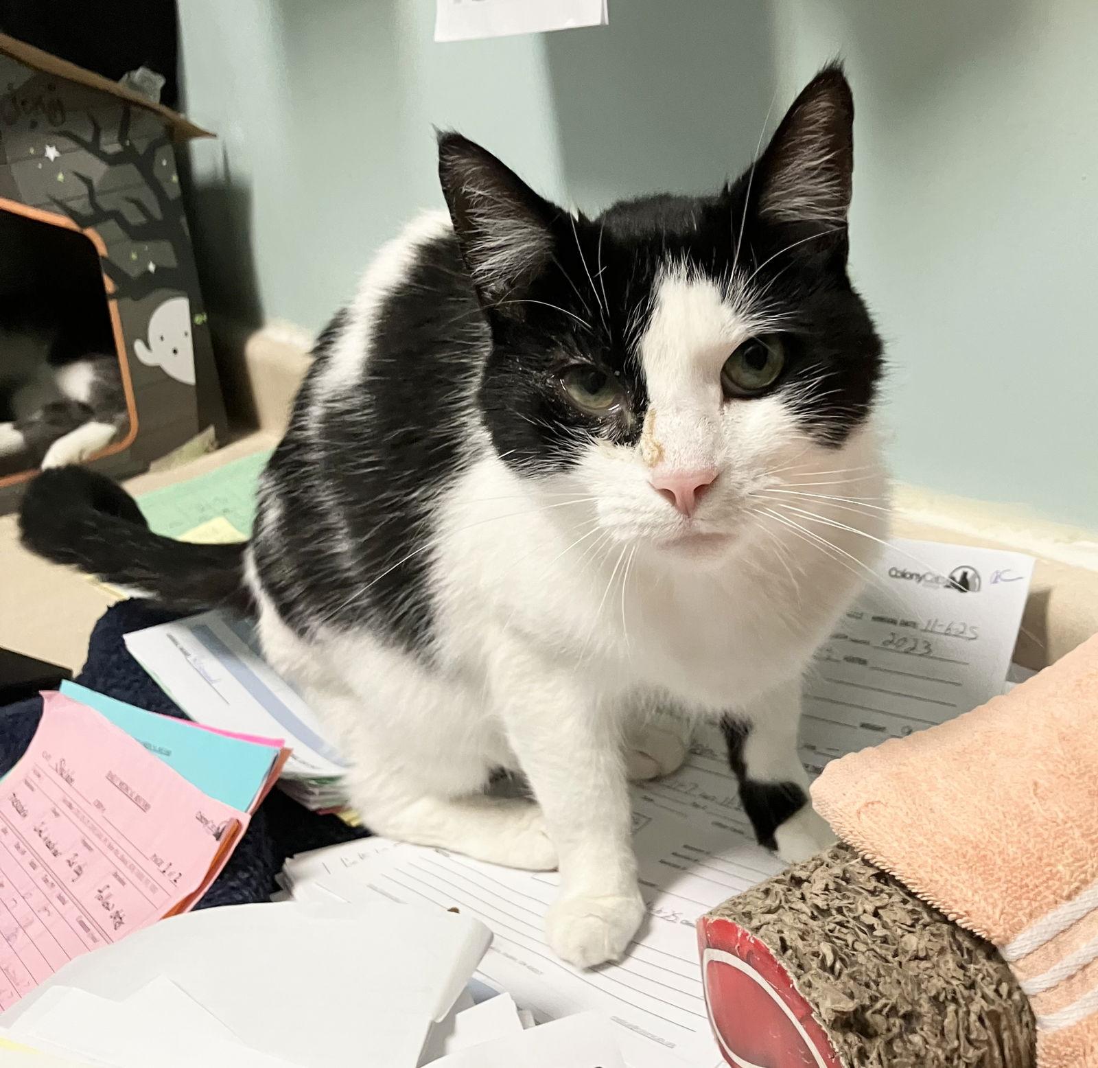 Rosebella thumbnail 3