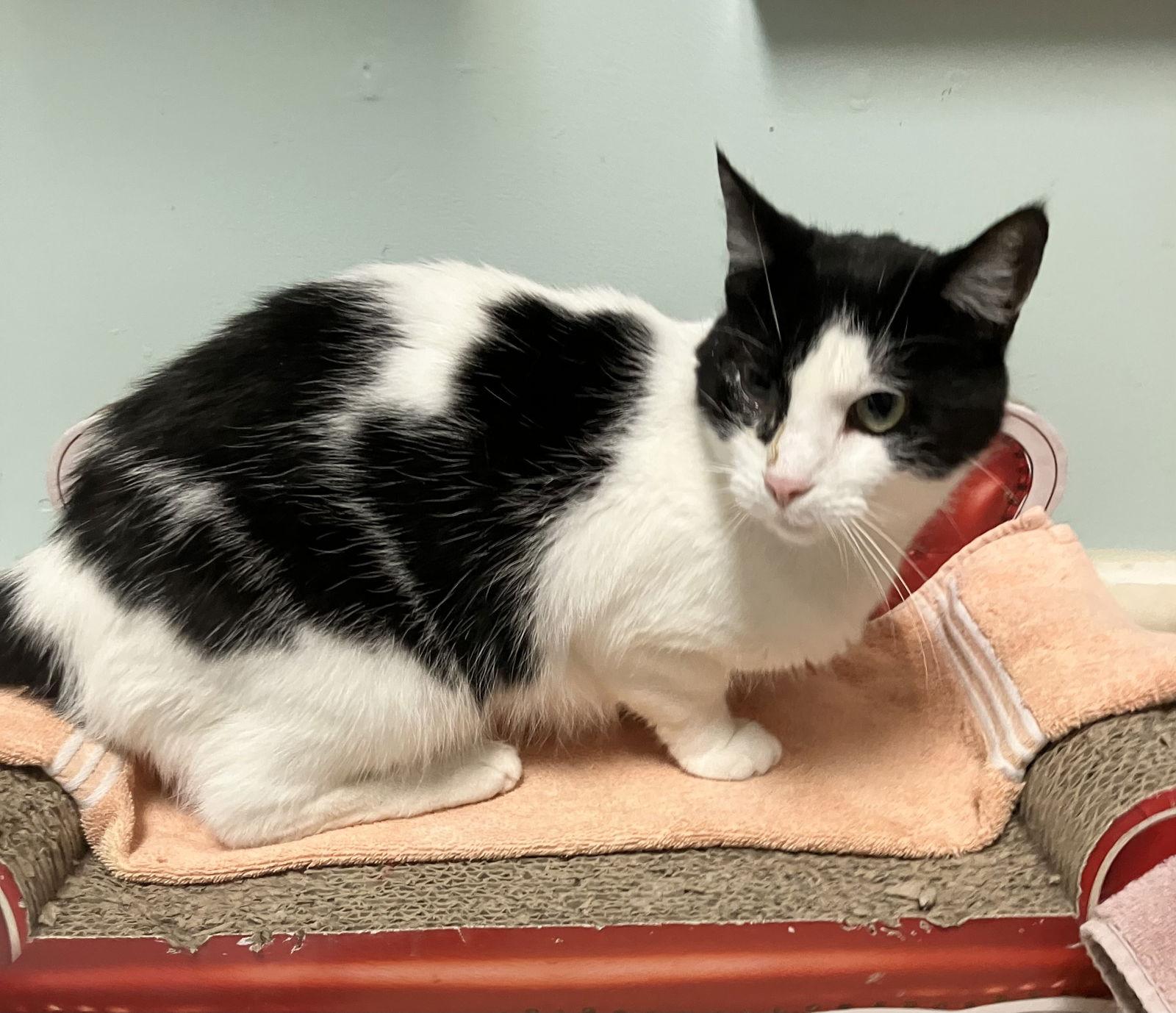 Rosebella thumbnail 4