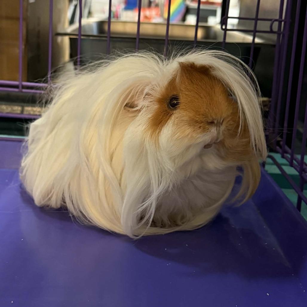 Gizmo, Adoptable, Young Male Guinea Pig.