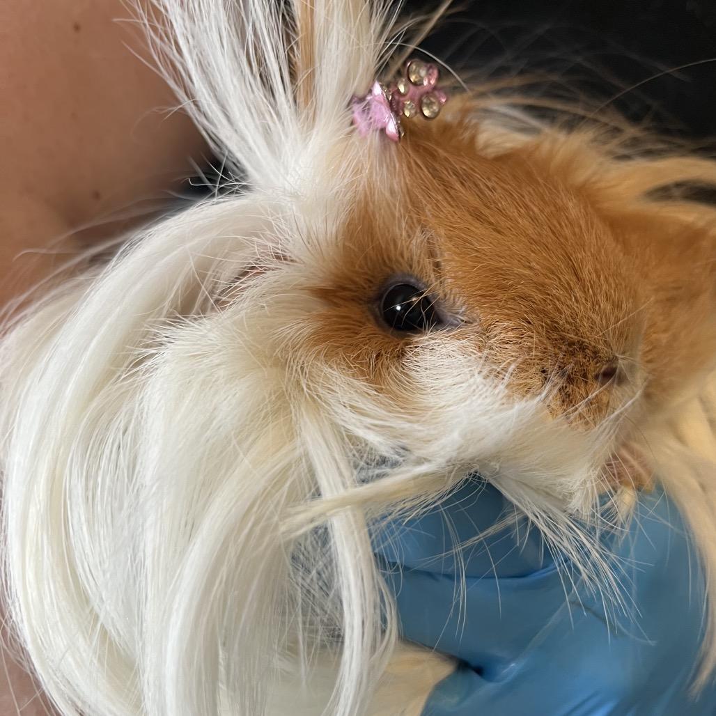 Enlarge Gizmo, a Adoptable Guinea Pig in Saugerties, NY image 2/3