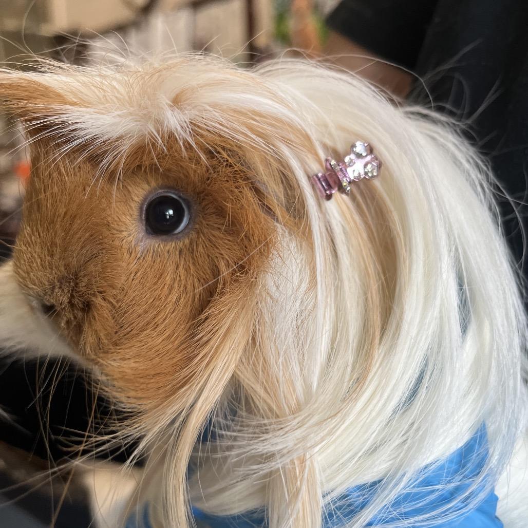 Enlarge Gizmo, a Adoptable Guinea Pig in Saugerties, NY image 3/3