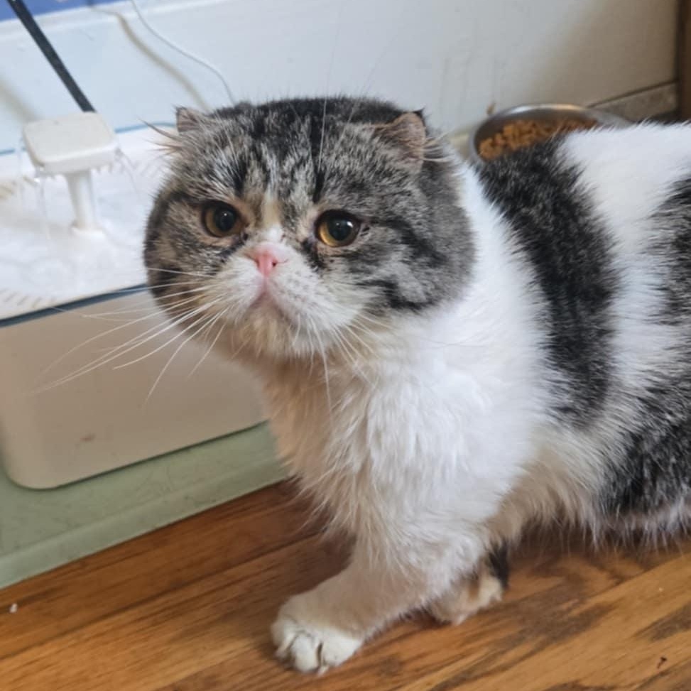 August, a Adopted Scottish Fold in Pittsburgh, PA image 1/5