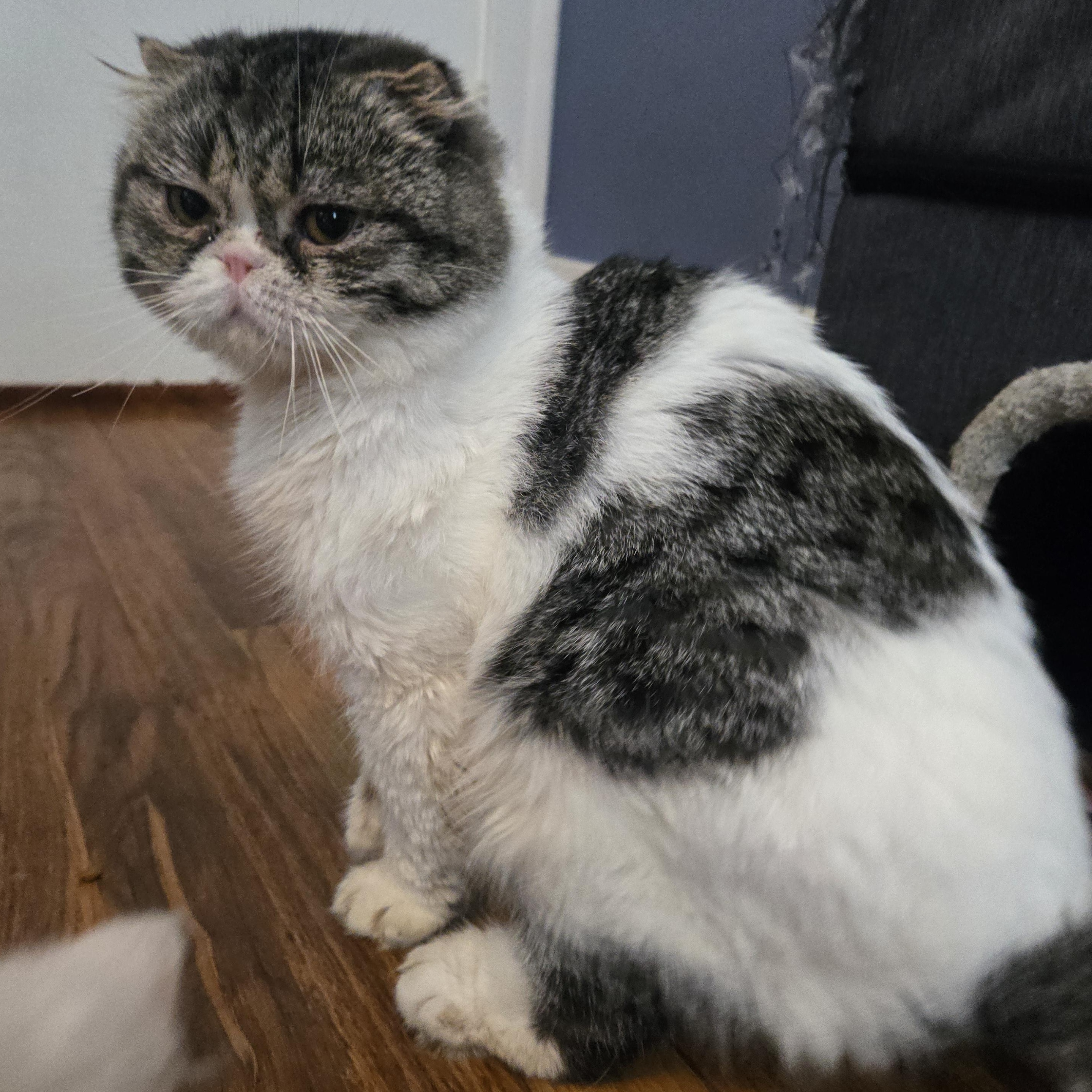 August, a Adopted Scottish Fold in Pittsburgh, PA image 2/5