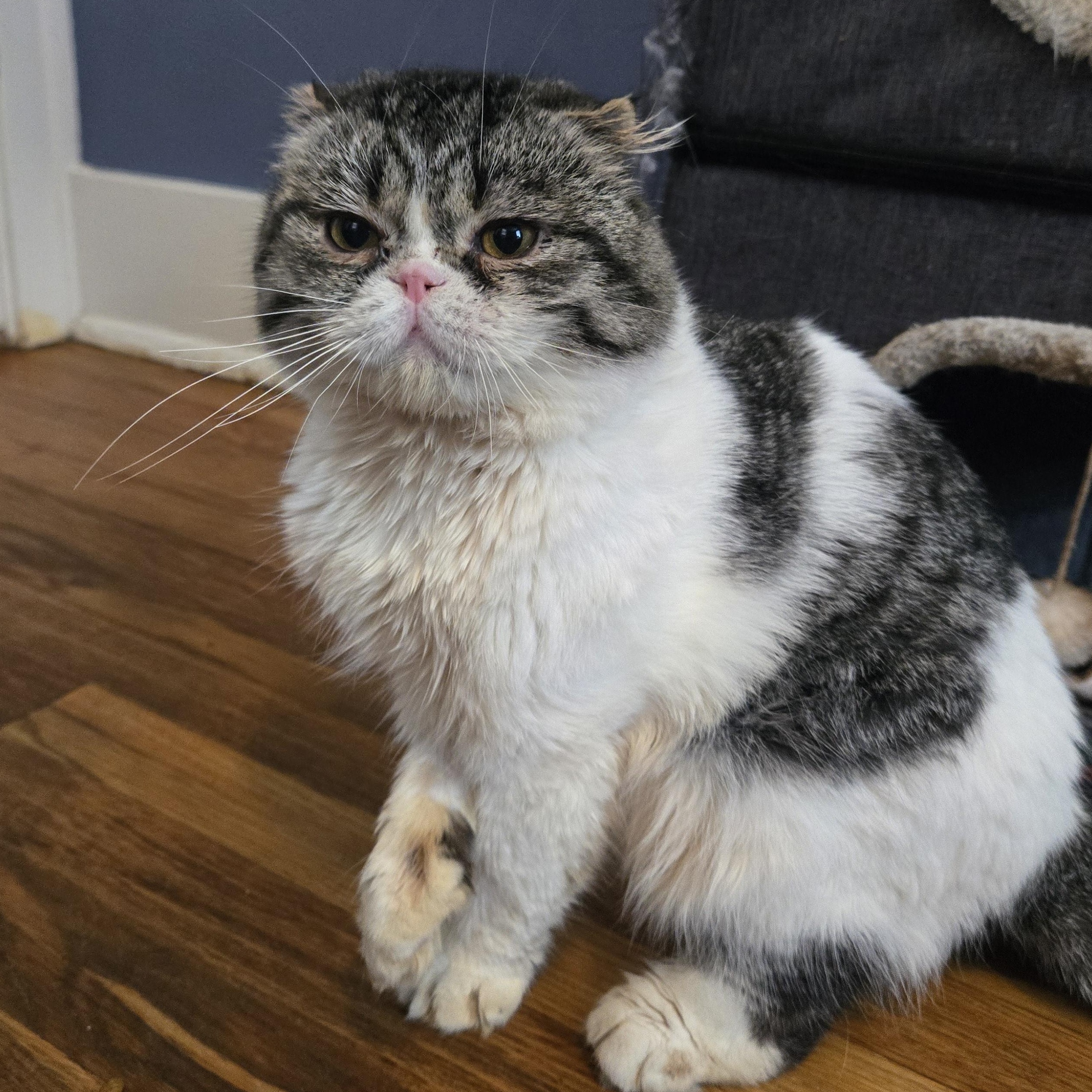 August, a Adopted Scottish Fold in Pittsburgh, PA image 3/5