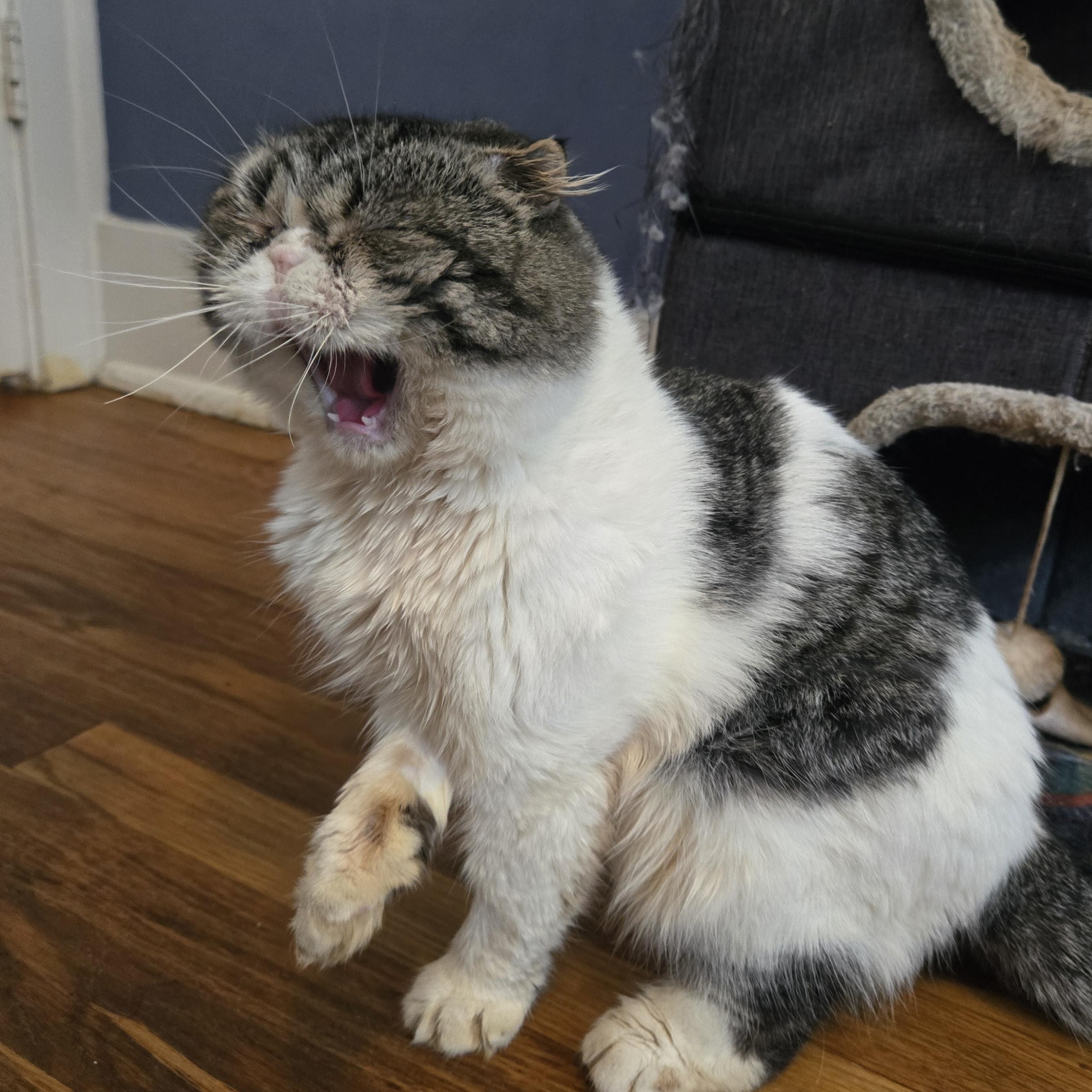 August, a Adopted Scottish Fold in Pittsburgh, PA image 4/5