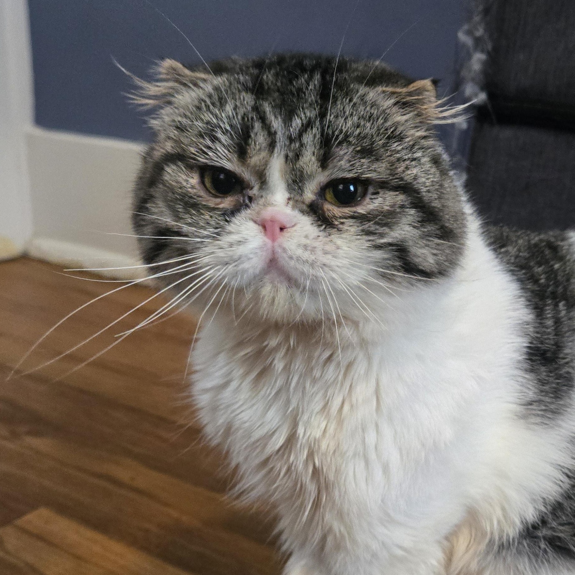 August, a Adopted Scottish Fold in Pittsburgh, PA image 5/5