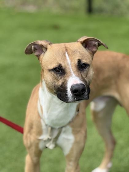 Enlarge Zeuse - 1, a Adoptable mixed breed in Daytona Beach, FL image 1/2