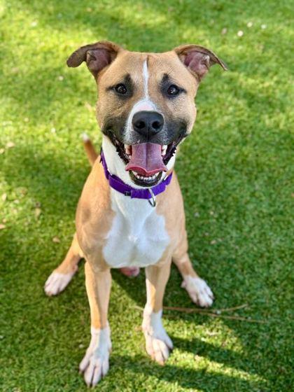 Enlarge Zeuse - 1, a Adoptable mixed breed in Daytona Beach, FL image 2/2