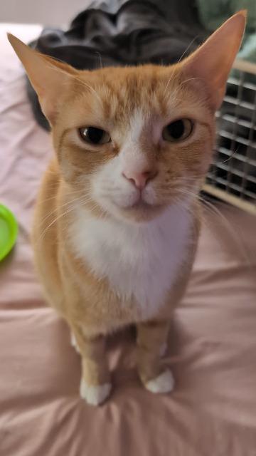 Lizzie, Adoptable, Young Female Domestic Short Hair.