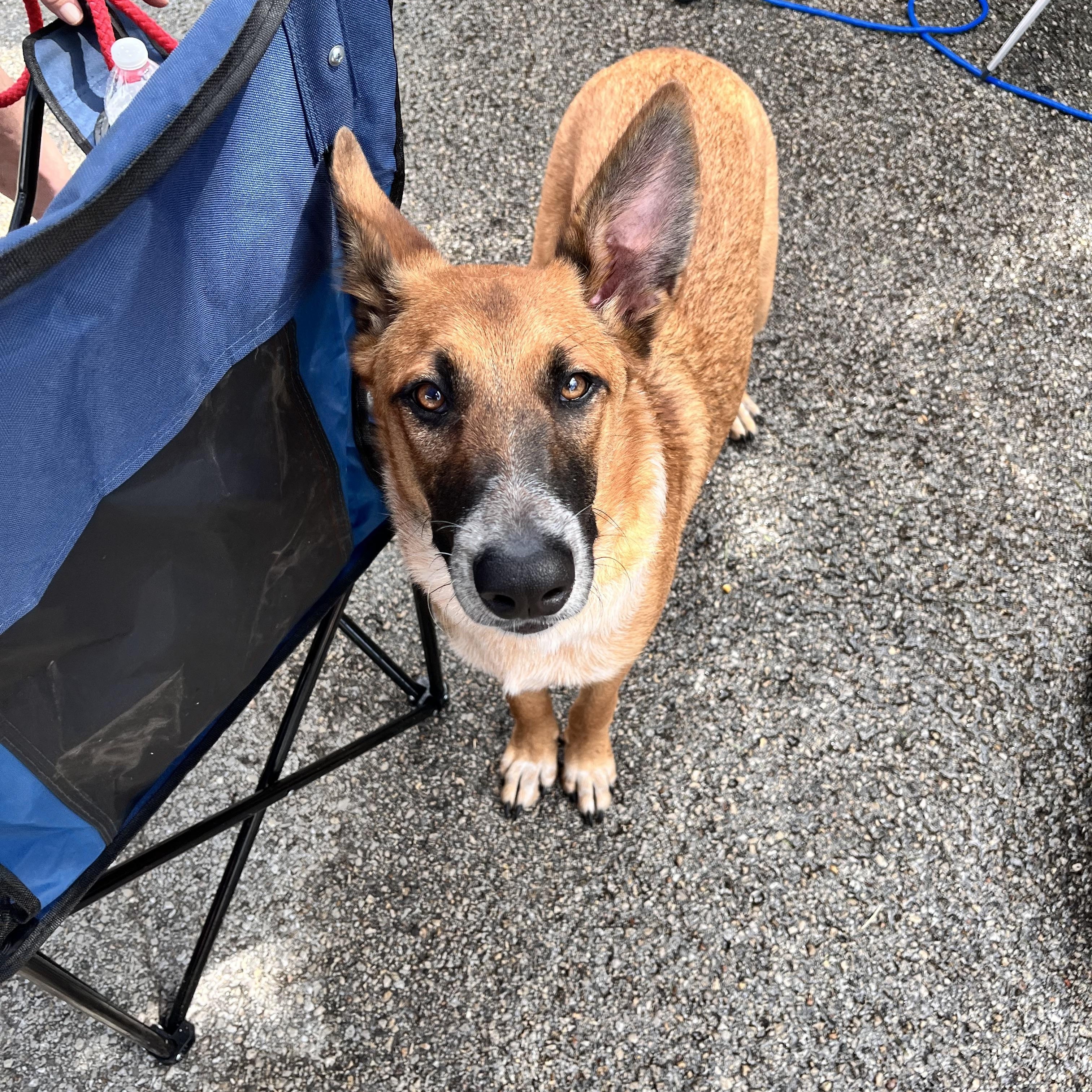 Scout, a Adoptable mixed breed in Vancouver, WA image 3/6