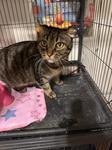 Enlarge Lady, a ADOPTABLE Domestic Short Hair in Chico, CA image 1/1