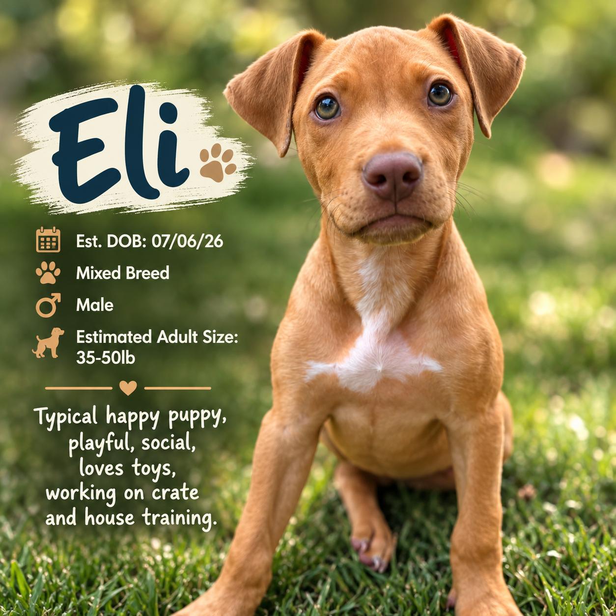 Enlarge ELI, a Adoptable mixed breed in Evans, GA image 1/6