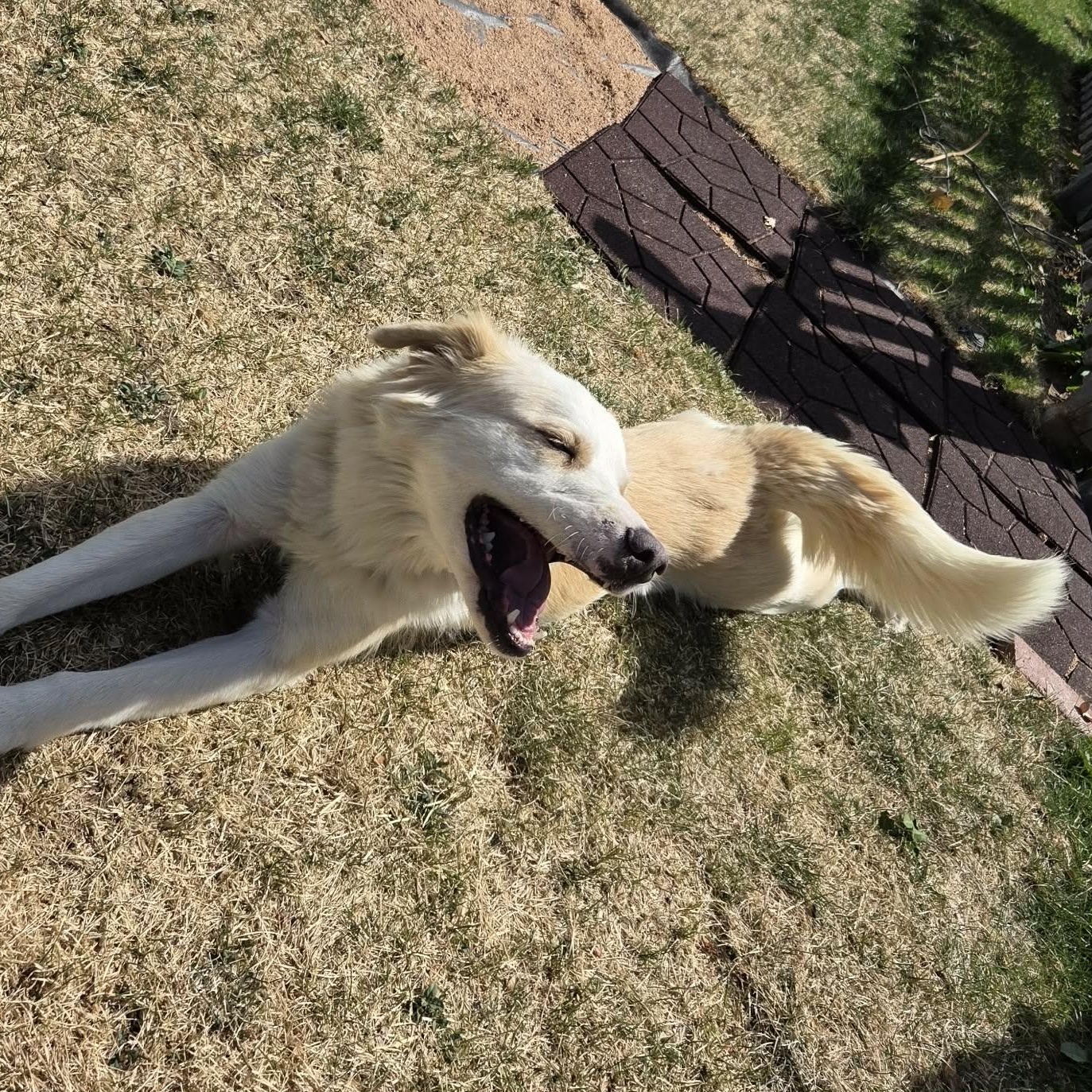 Enlarge WILLOW, an adopted mixed breed in Loveland, CO image 2/5