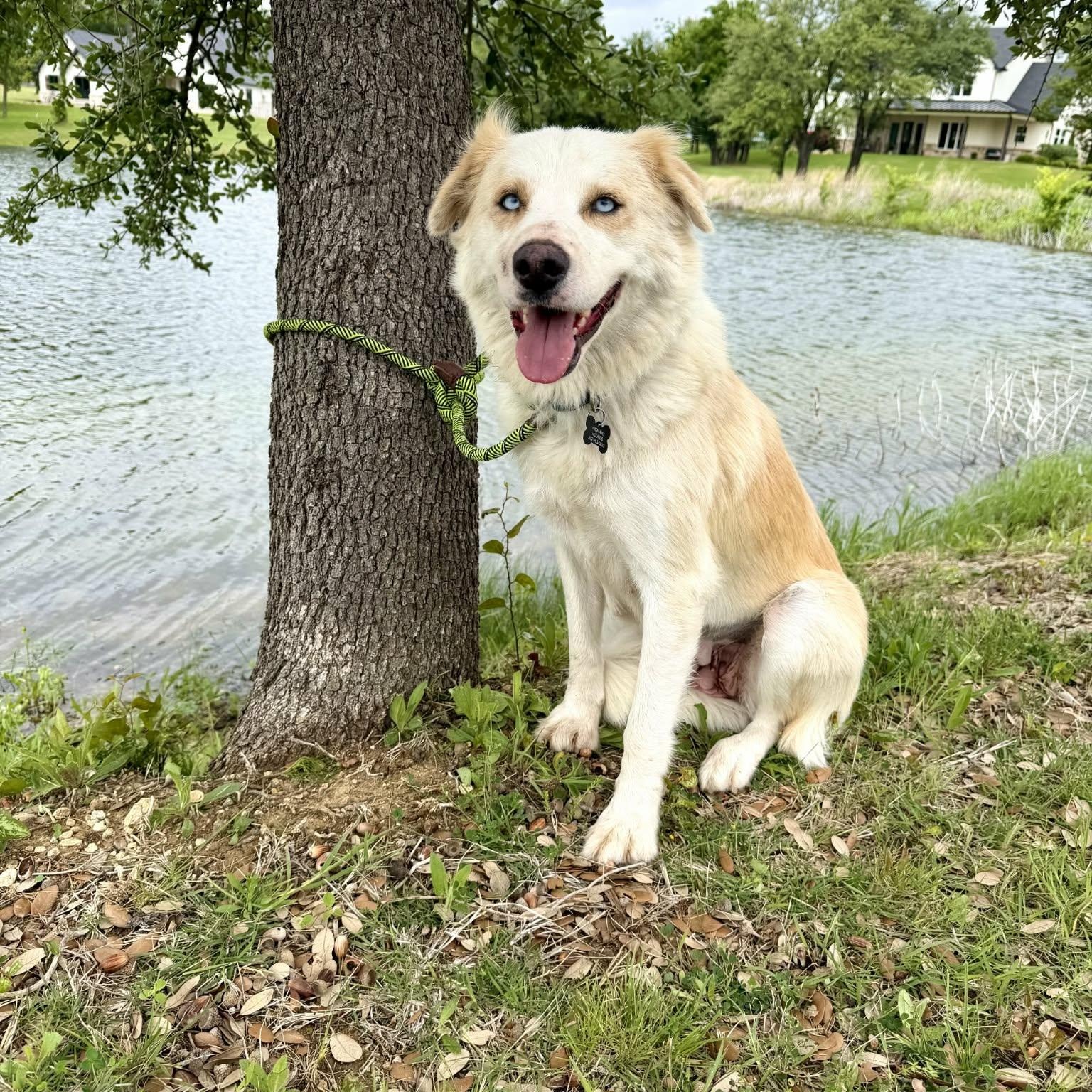 Enlarge WILLOW, an adopted mixed breed in Loveland, CO image 1/5
