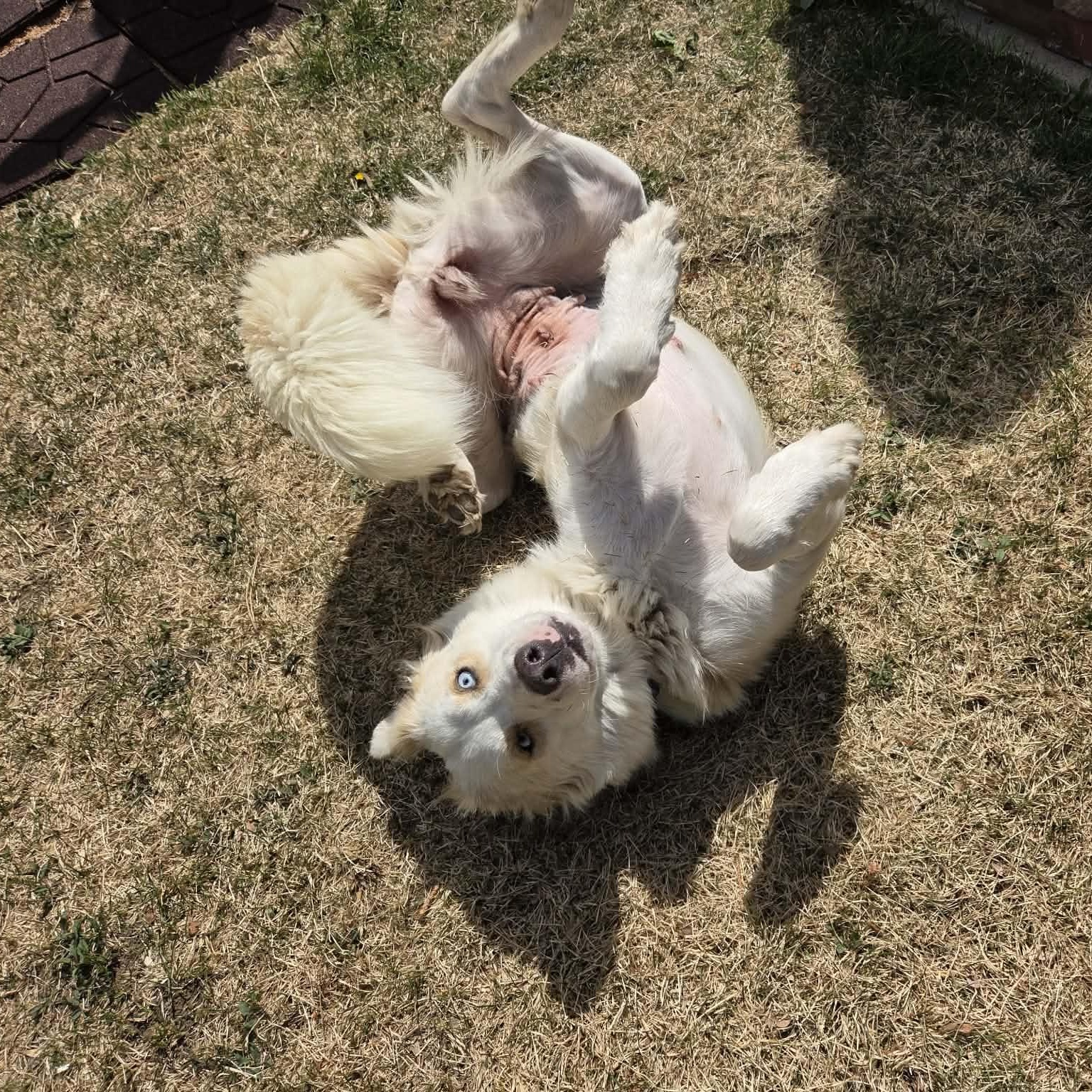 Enlarge WILLOW, an adopted mixed breed in Loveland, CO image 4/5