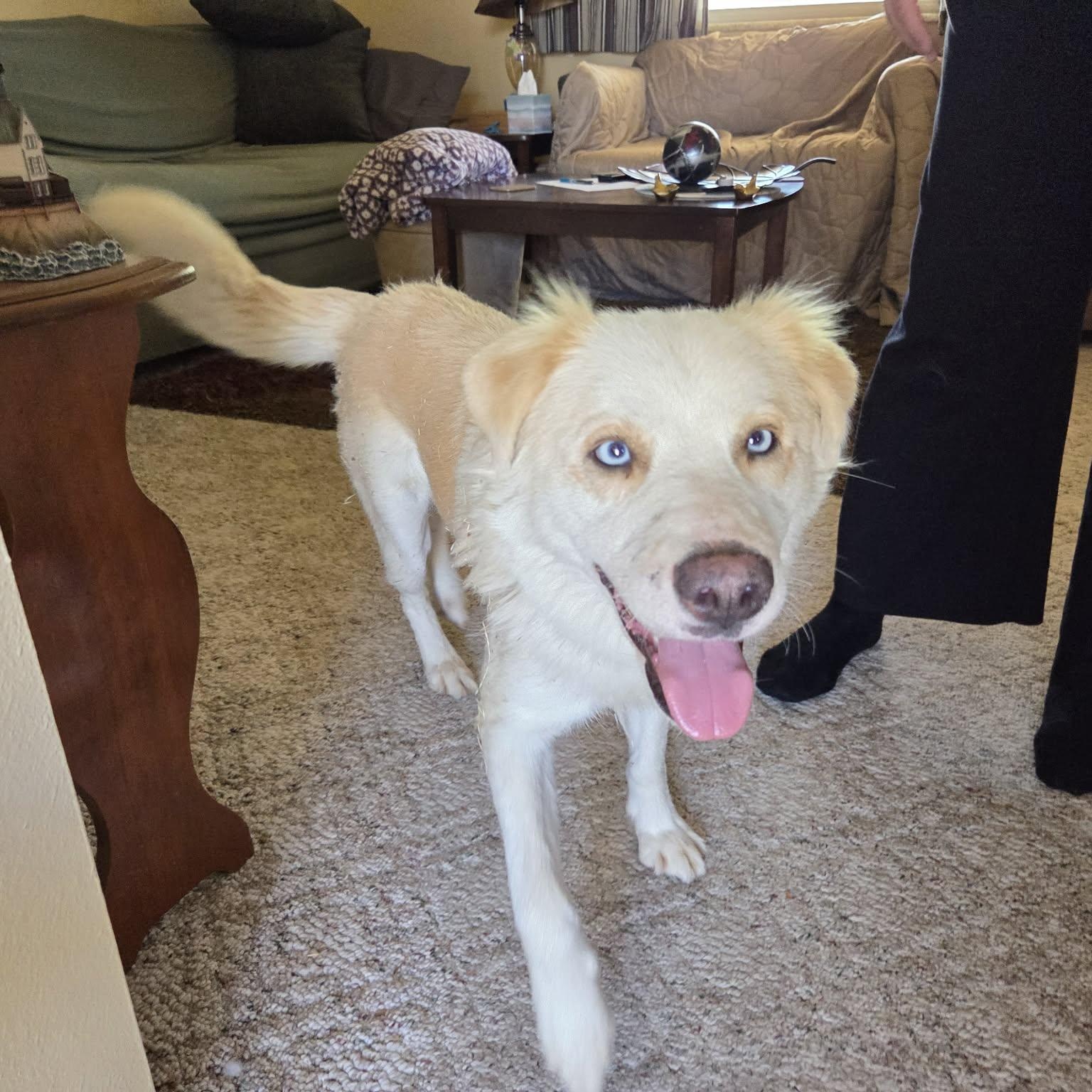 Enlarge WILLOW, an adopted mixed breed in Loveland, CO image 5/5