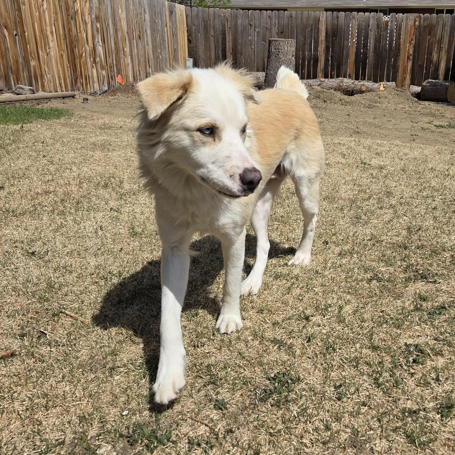 Enlarge WILLOW, an adopted mixed breed in Loveland, CO image 3/5