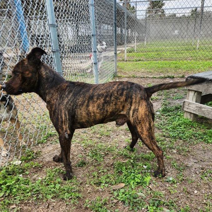 Dude, Adoptable, Adult Male Terrier & Mixed Breed.