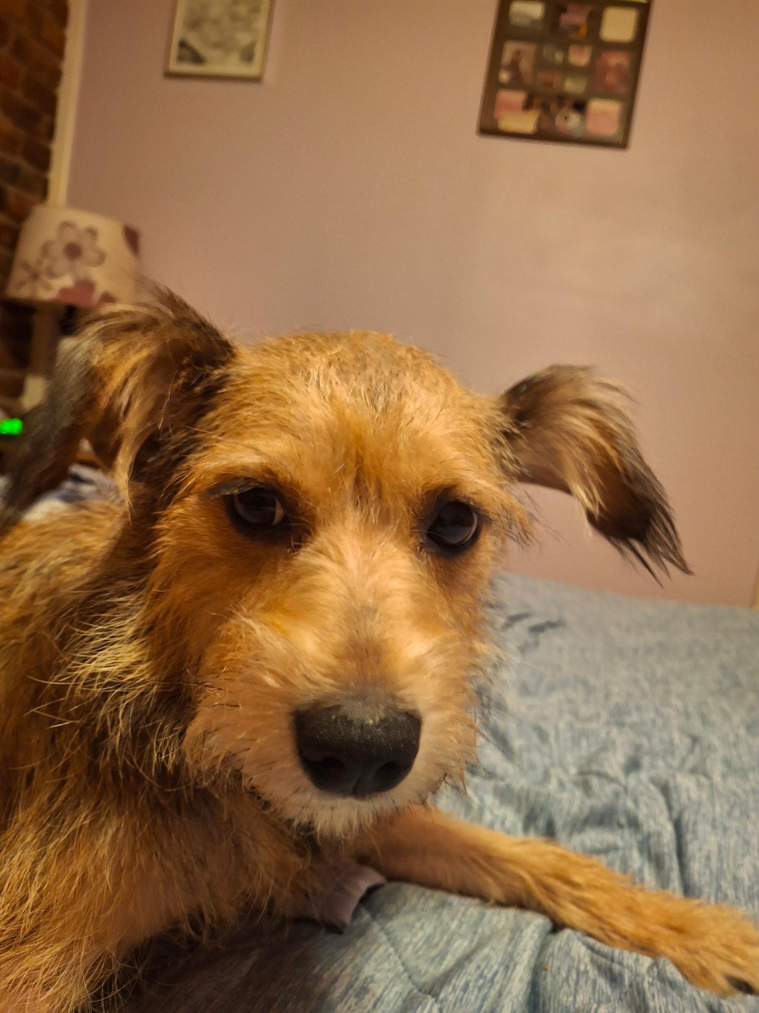Molly, a ADOPTABLE mixed breed in Abbeville, SC image 3/4