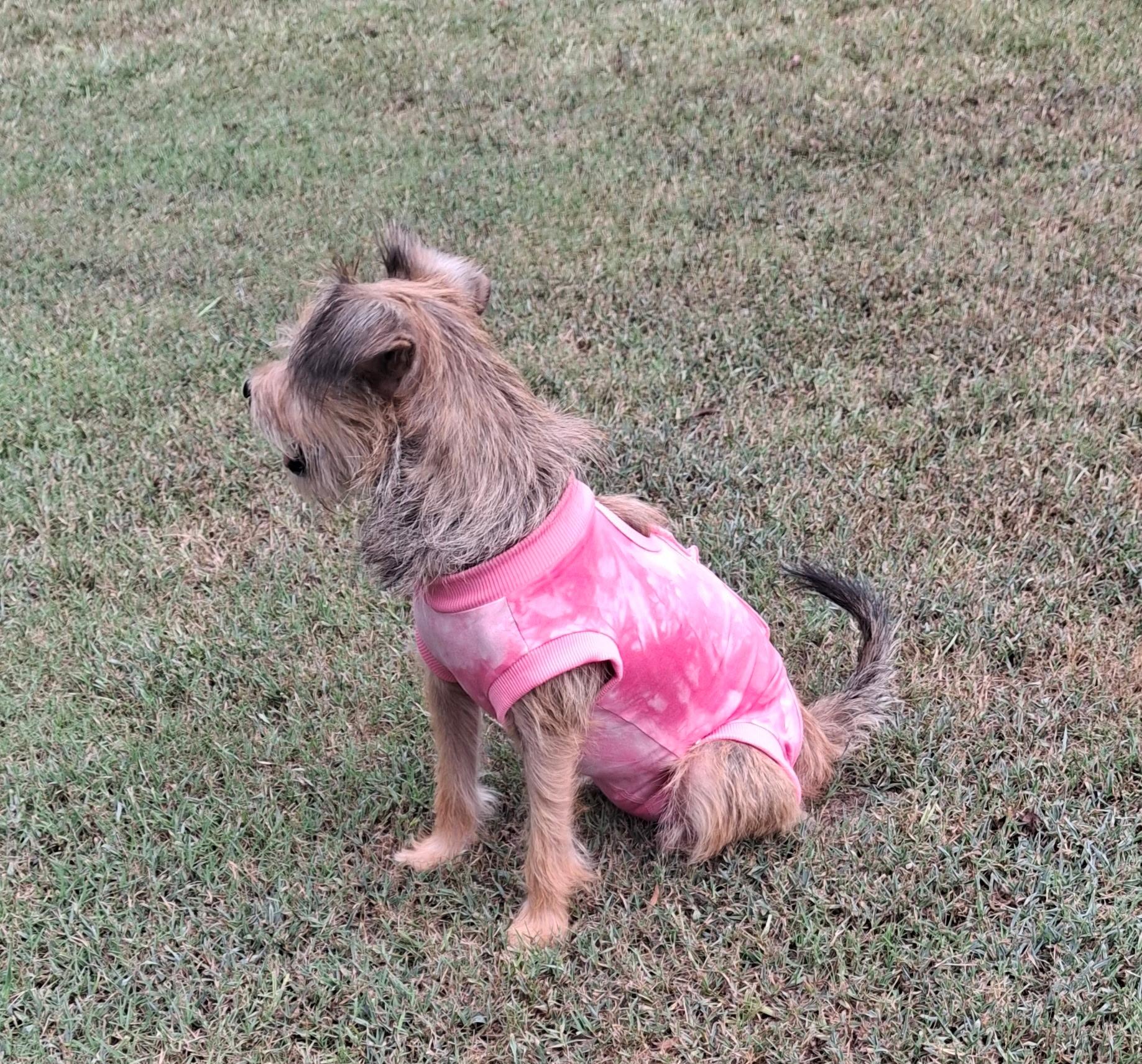 Molly, a ADOPTABLE mixed breed in Abbeville, SC image 4/4