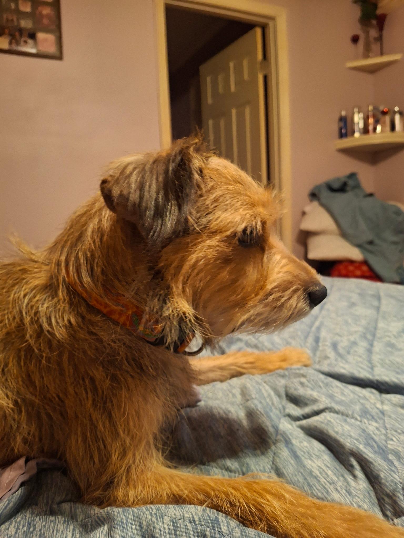 Molly, ADOPTABLE, Young Female Wirehaired Terrier & Australian Terrier.