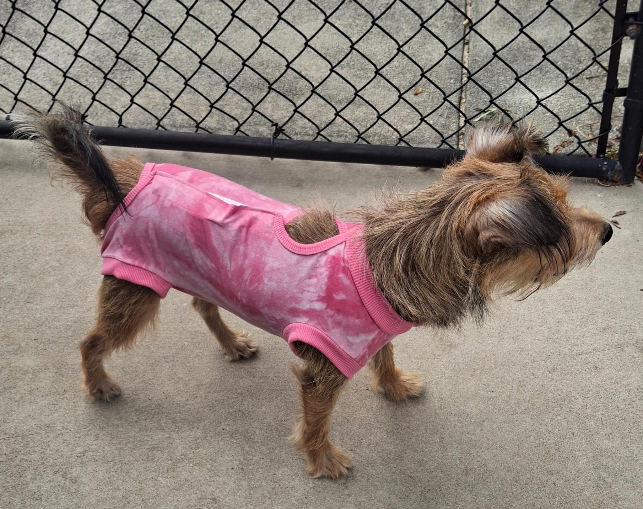 Molly, a ADOPTABLE mixed breed in Abbeville, SC image 2/4