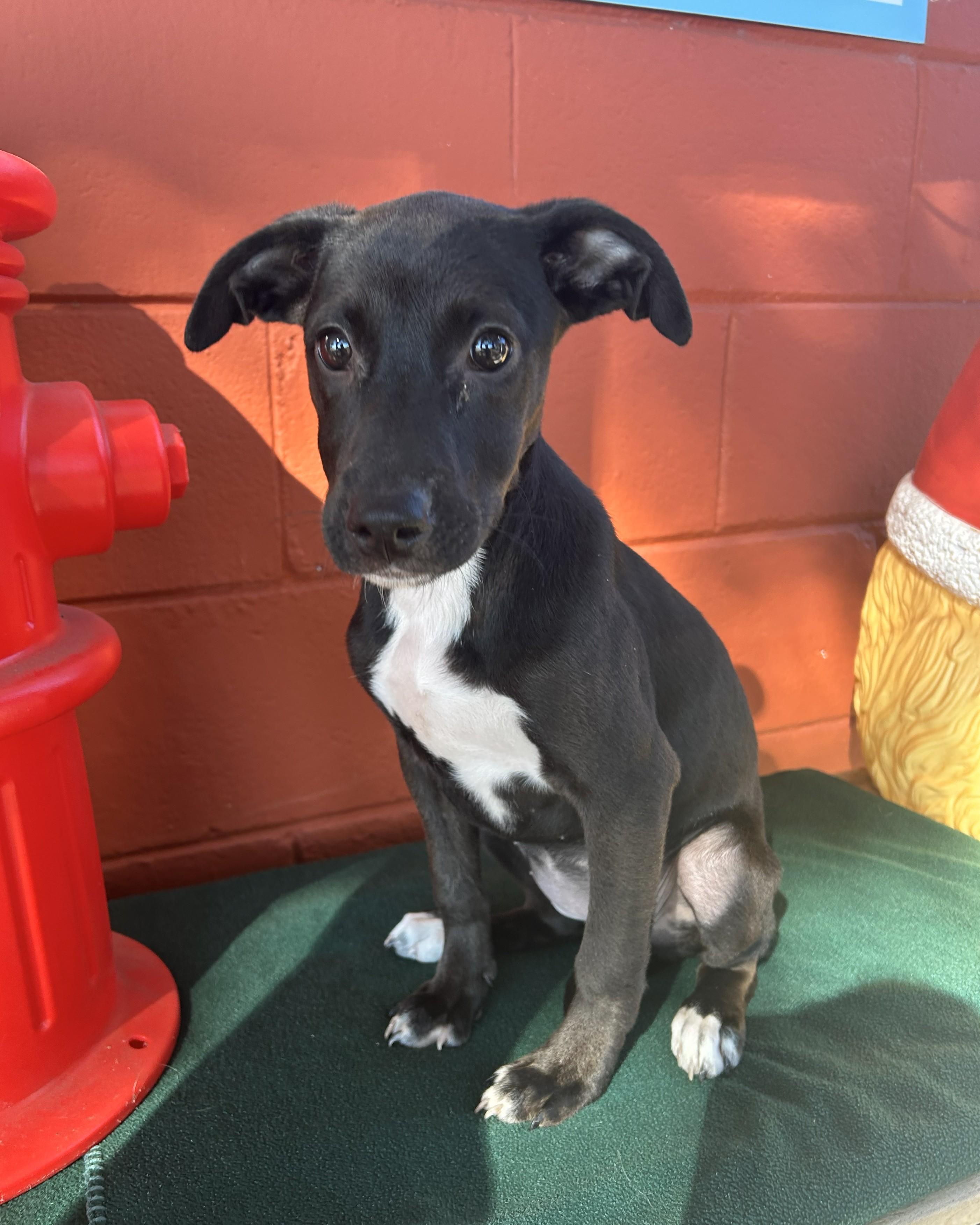 Harper, ADOPTABLE, Puppy Female Hound.