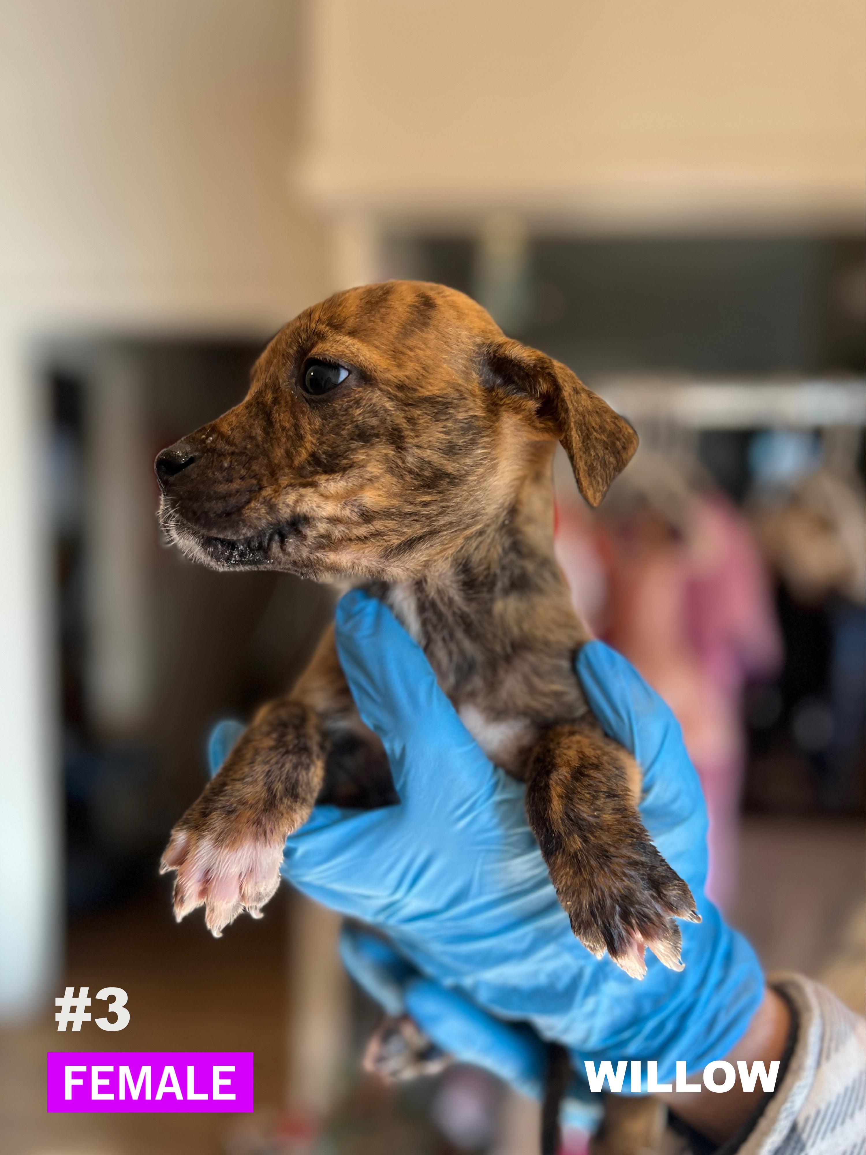 Enlarge Willow, an adoptable mixed breed in Okmulgee, OK image 4/4