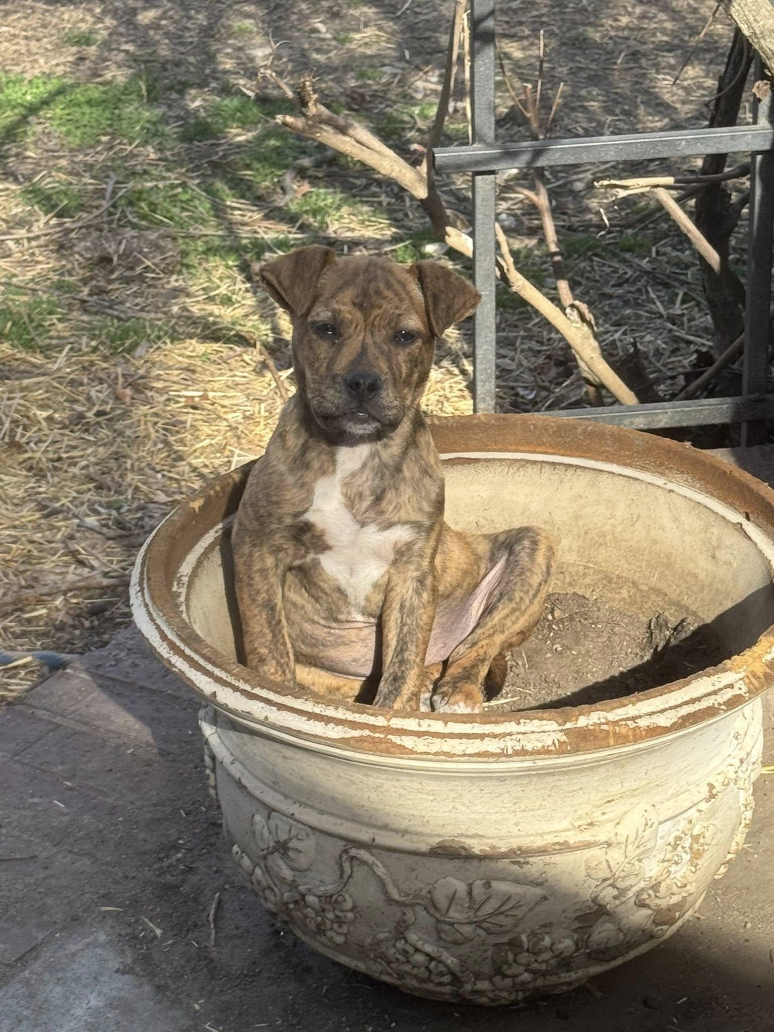 Willow, adoptable, Puppy Female Boxer.