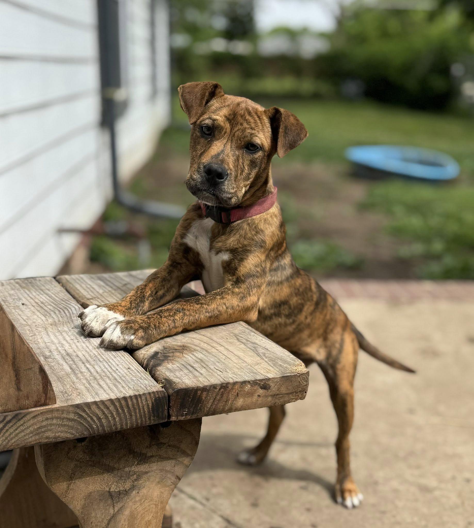 Willow, adoptable, Puppy Female Pit Bull Terrier & Labrador Retriever.