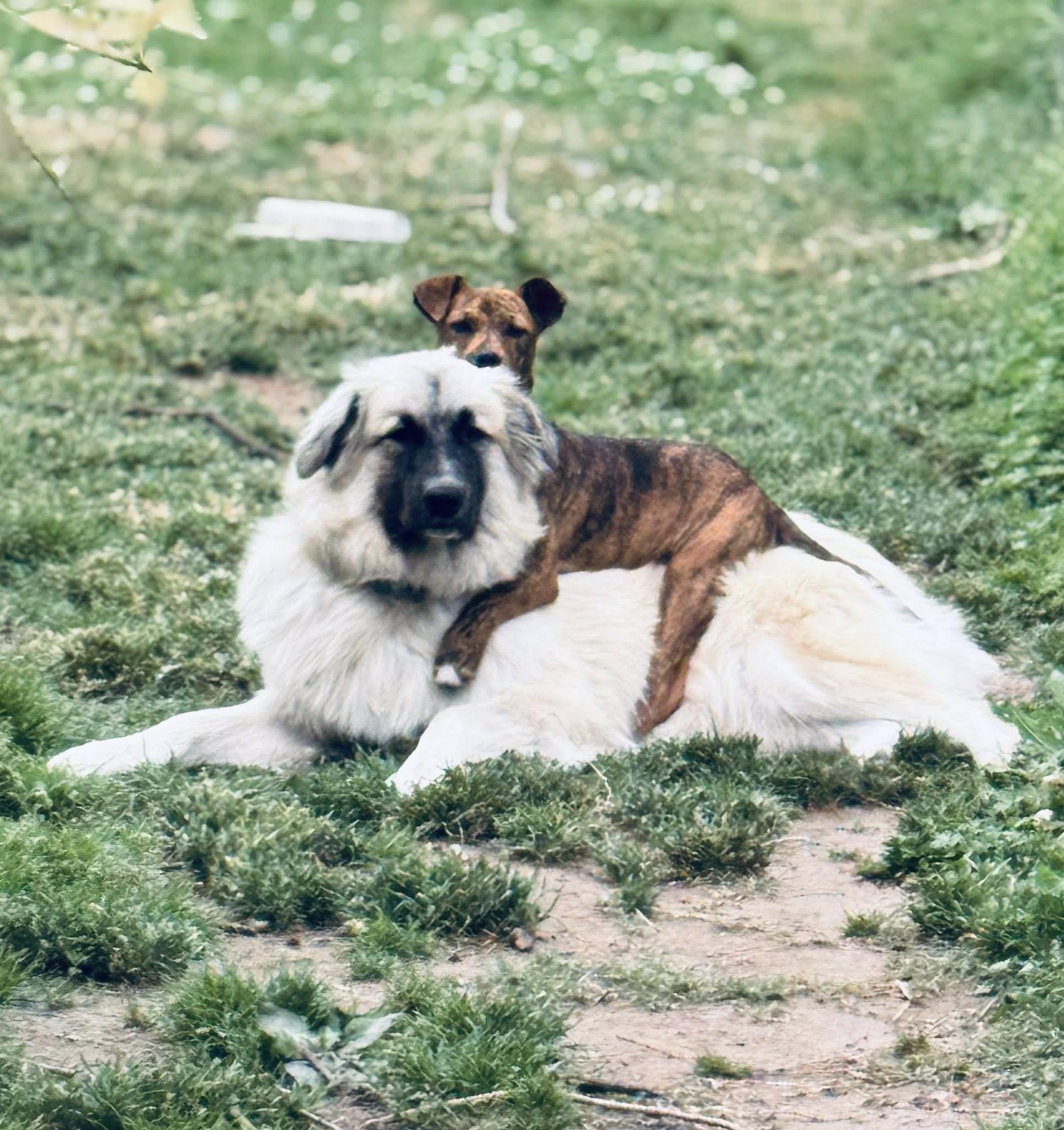Willow, an adoptable mixed breed in Okmulgee, OK image 2/6