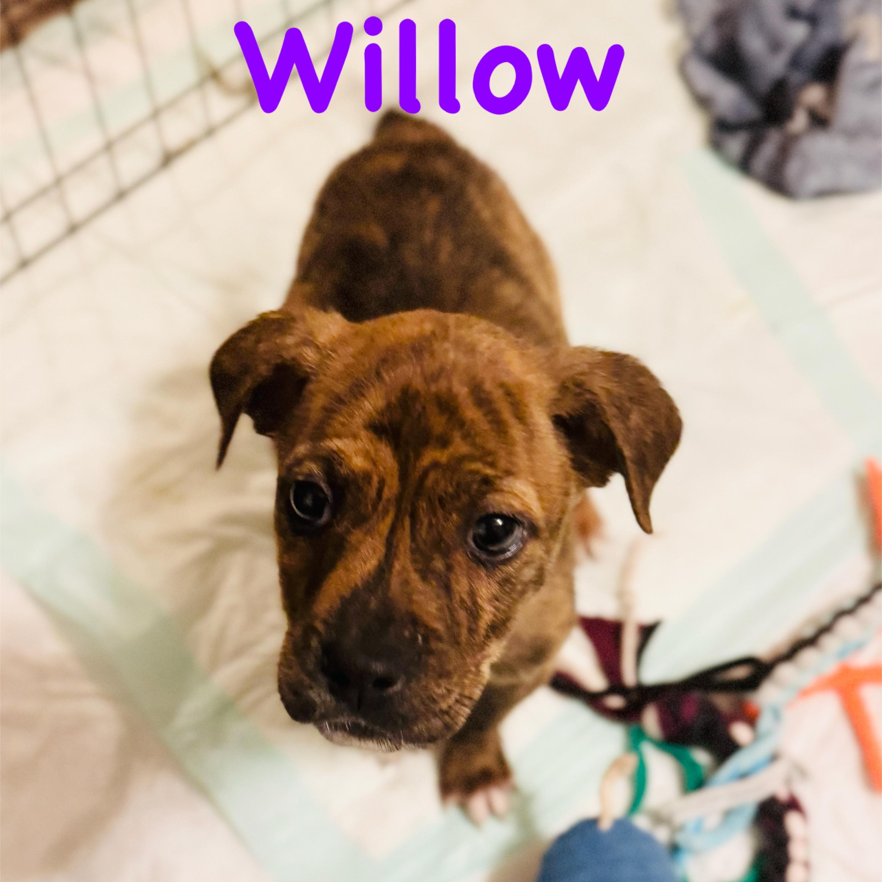 Willow, ADOPTABLE, Puppy Female Pit Bull Terrier & Boxer.