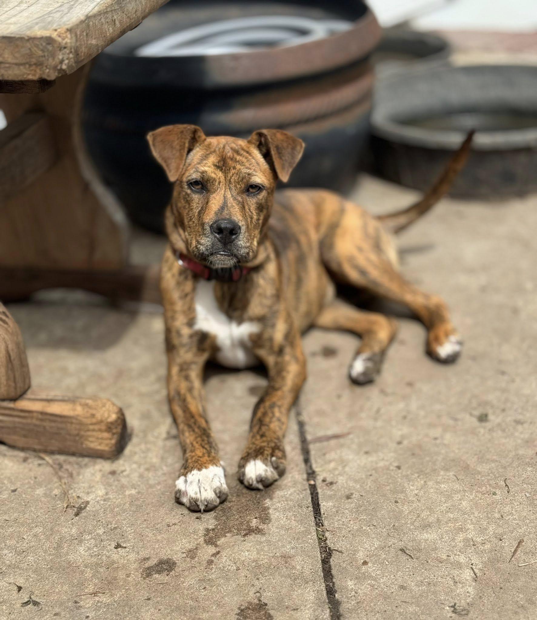 Enlarge Willow, an adoptable mixed breed in Okmulgee, OK image 2/6