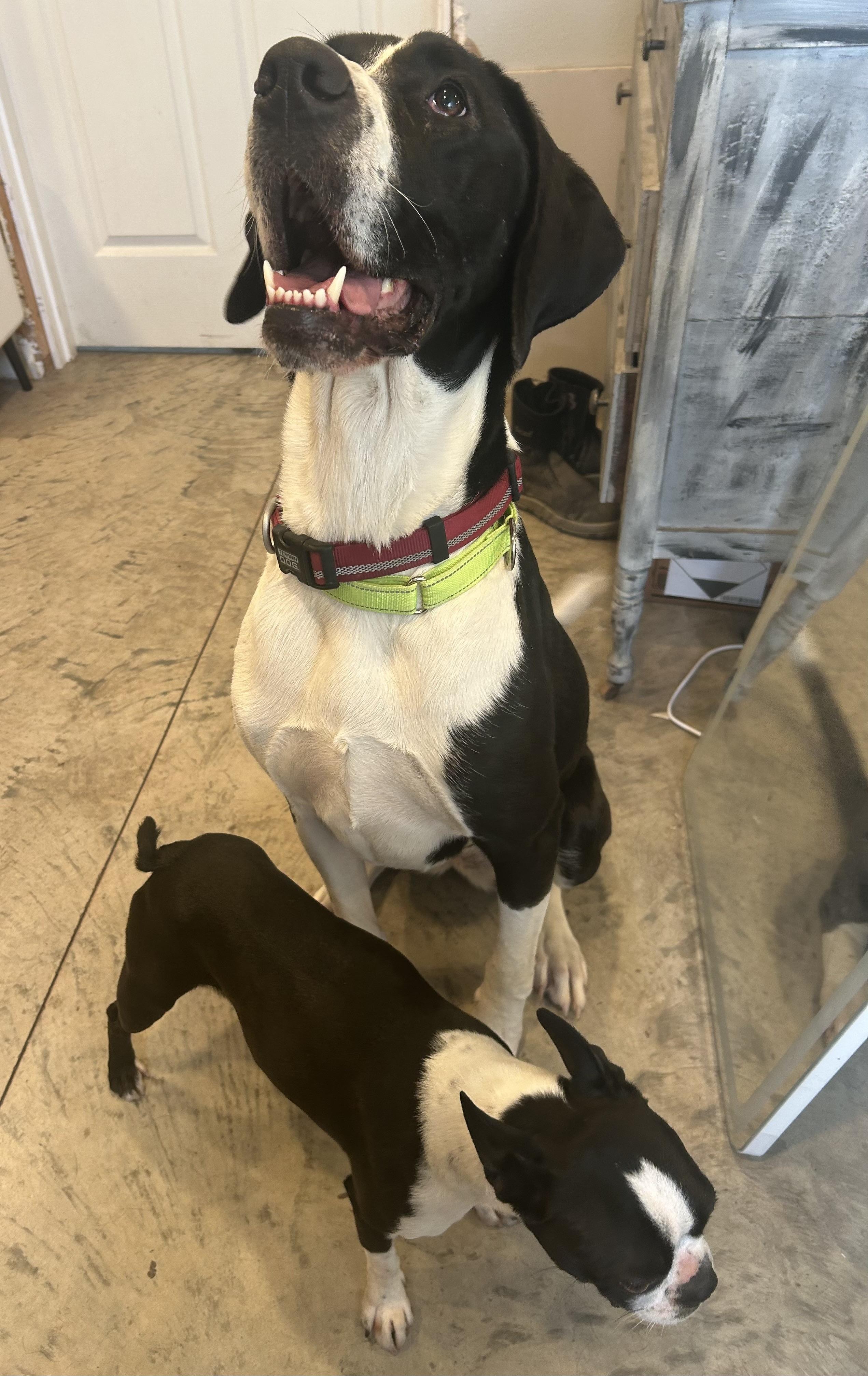 Enlarge SUKI **Courtesy Listing for Luke’s Legacy**, an adopted mixed breed in COEUR D ALENE, ID image 2/5