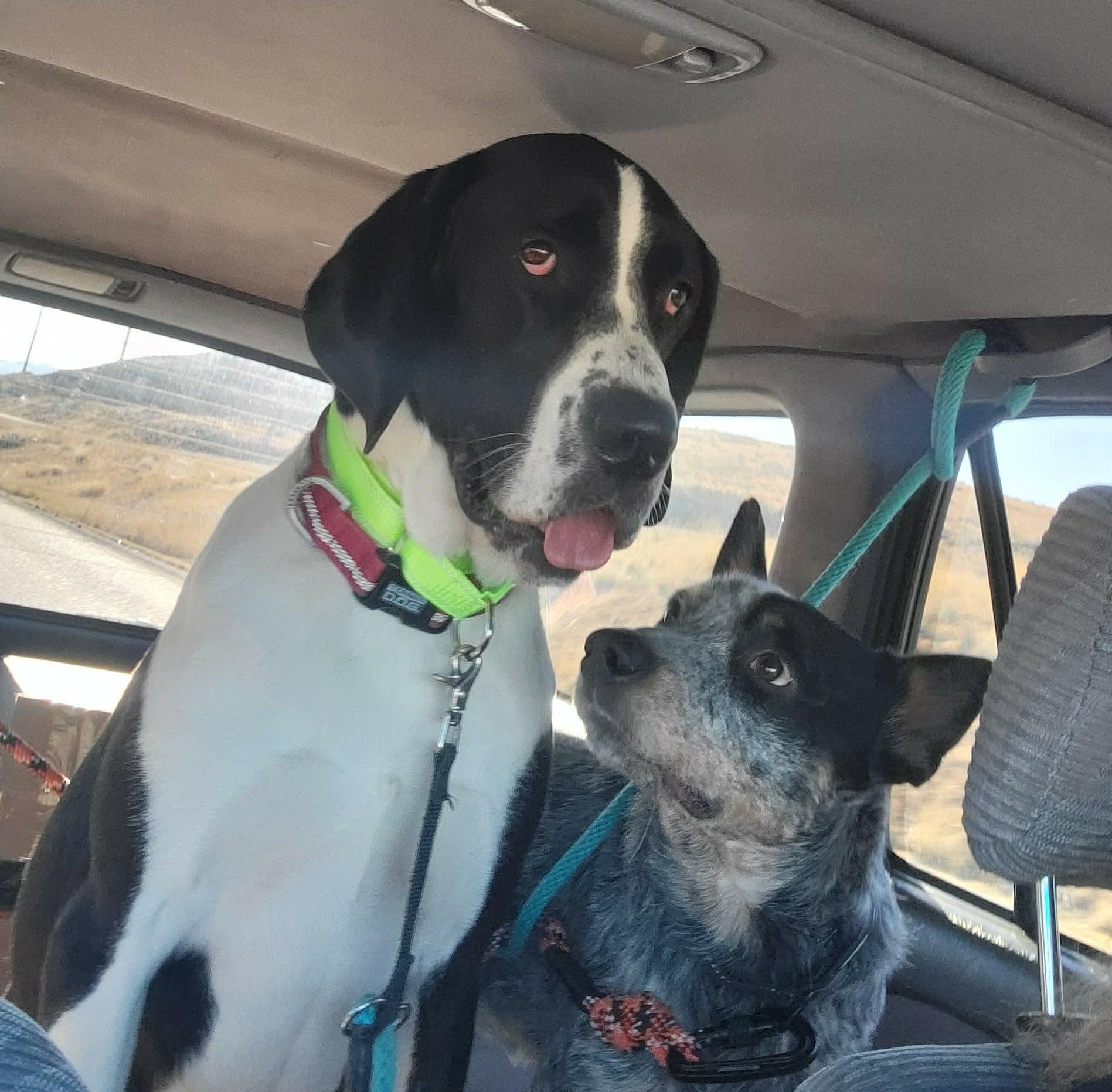 SUKI **Courtesy Listing for Luke’s Legacy**, adopted, Adult Female Great Dane & Labrador Retriever.