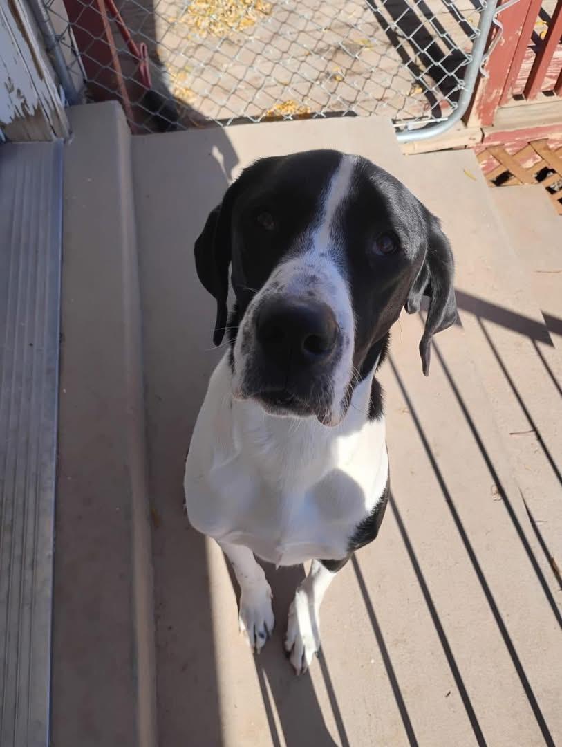 Enlarge SUKI **Courtesy Listing for Luke’s Legacy**, an adopted mixed breed in COEUR D ALENE, ID image 4/5