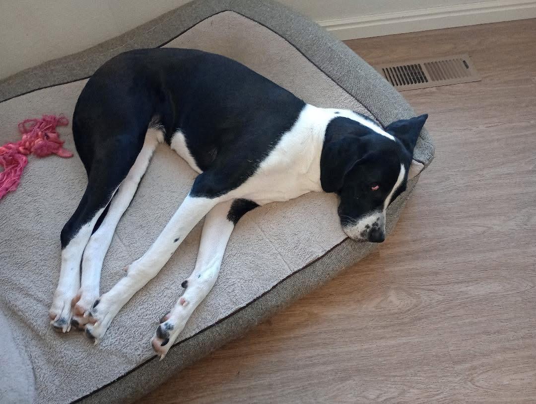 Enlarge SUKI **Courtesy Listing for Luke’s Legacy**, an adopted mixed breed in COEUR D ALENE, ID image 3/5