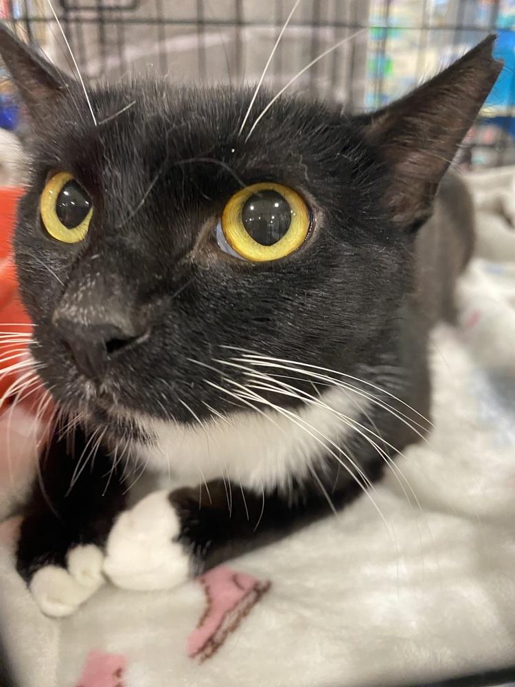 Enlarge Miss Willow, a Adoptable Domestic Short Hair in Panama City Beach, FL image 1/1