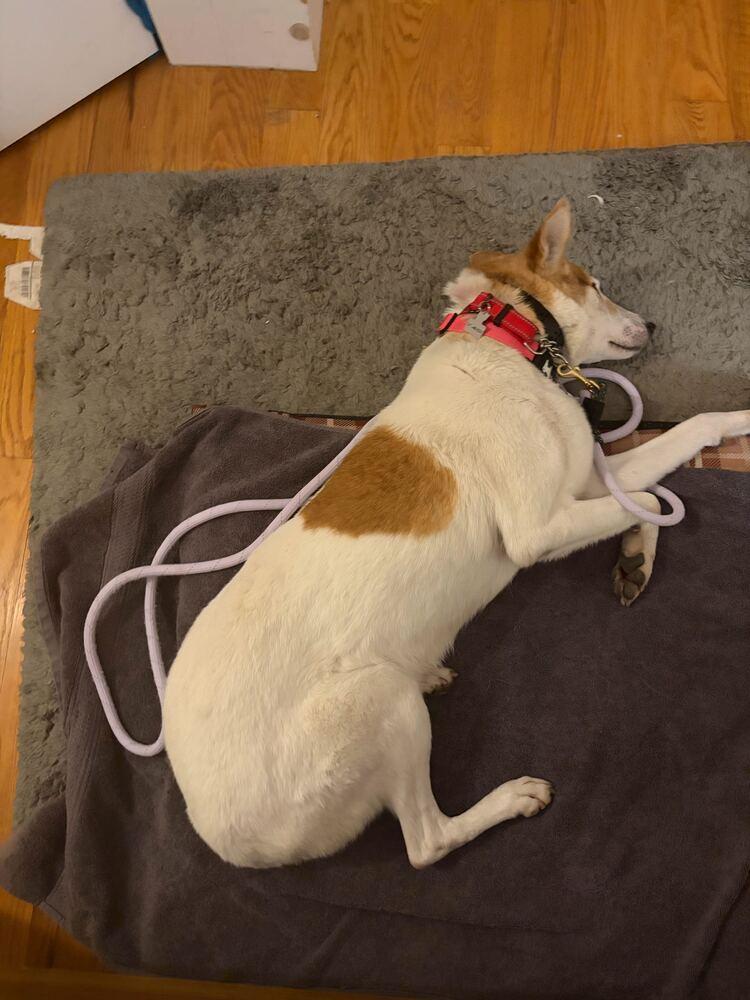 Cura, Adoptable, Adult Female Jindo.