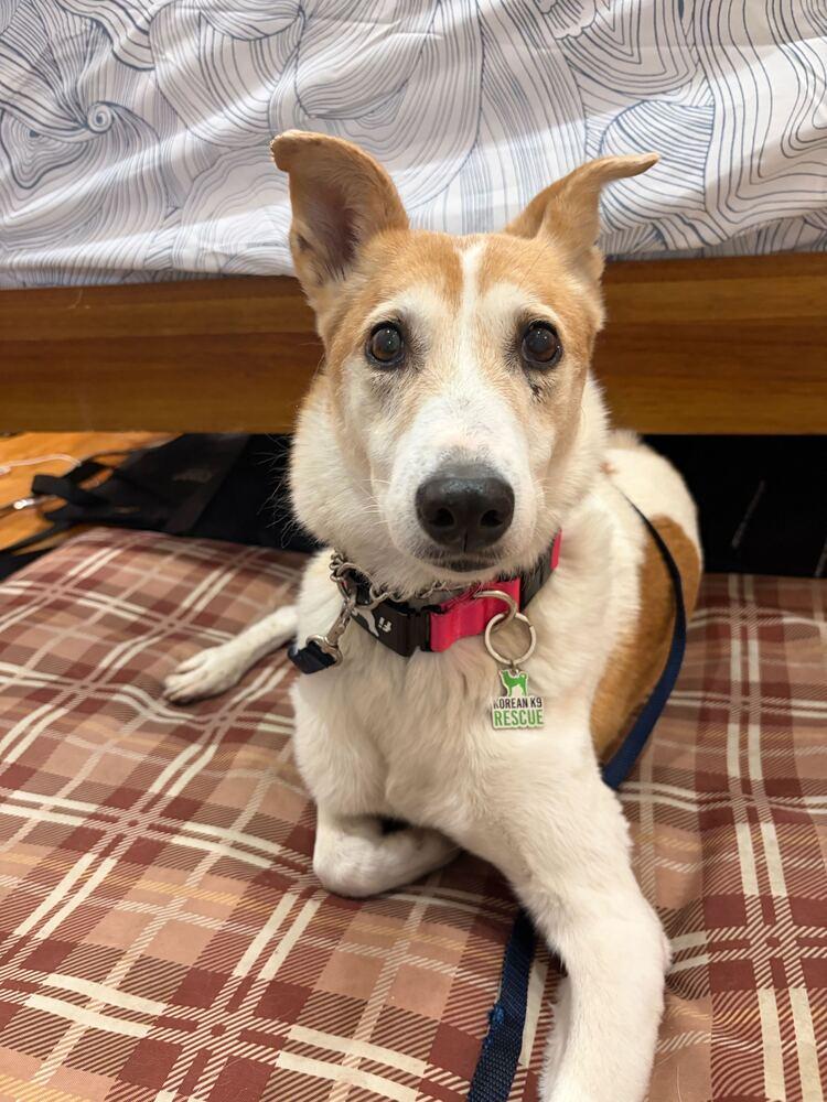 Cura, a Adoptable Jindo in Long Island City, NY image 2/6