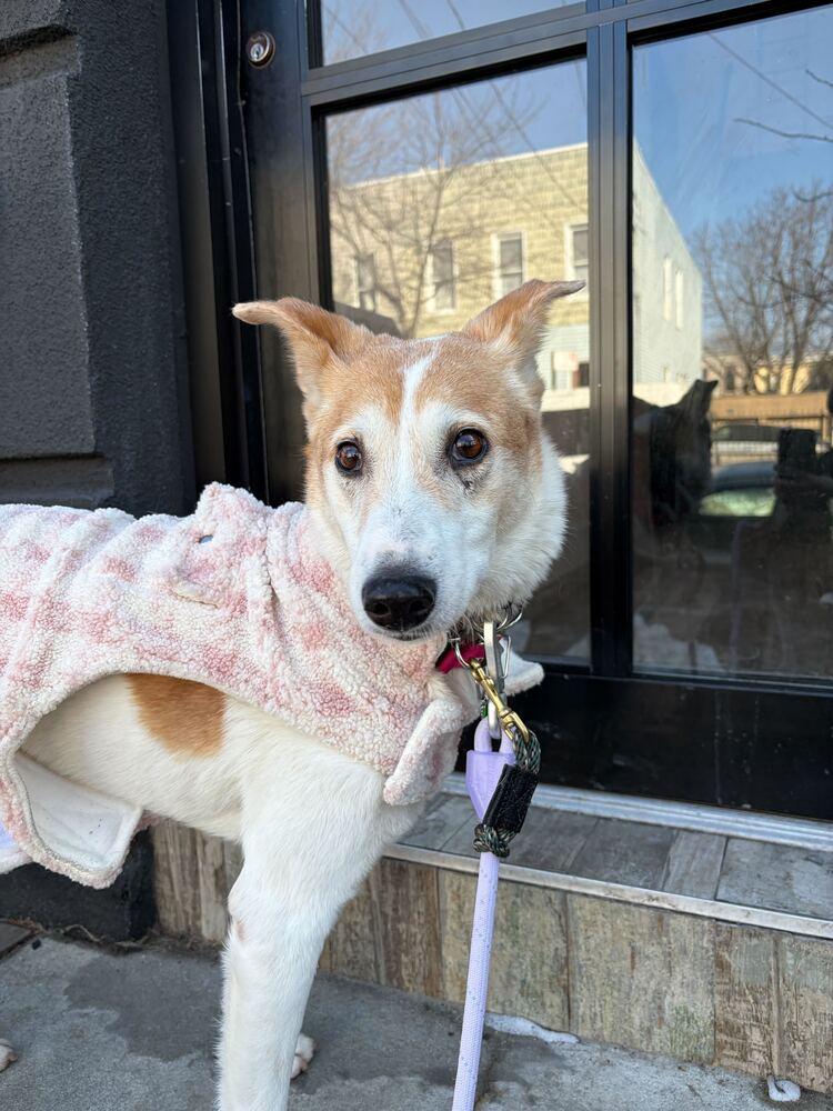 Cura, a Adoptable Jindo in Long Island City, NY image 3/6