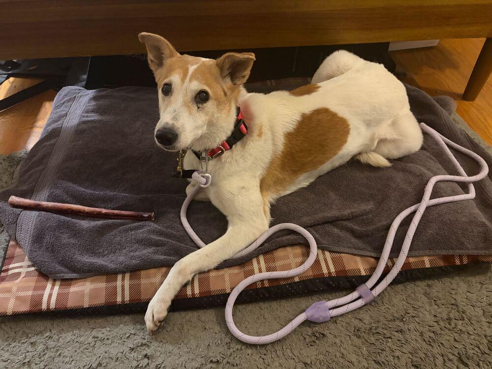 Cura, a Adoptable Jindo in Long Island City, NY image 4/6