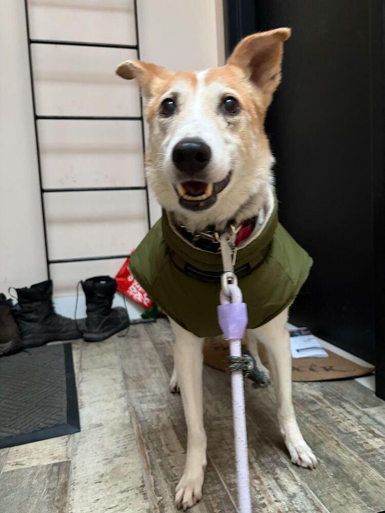 Cura, a Adoptable Jindo in Long Island City, NY image 5/6