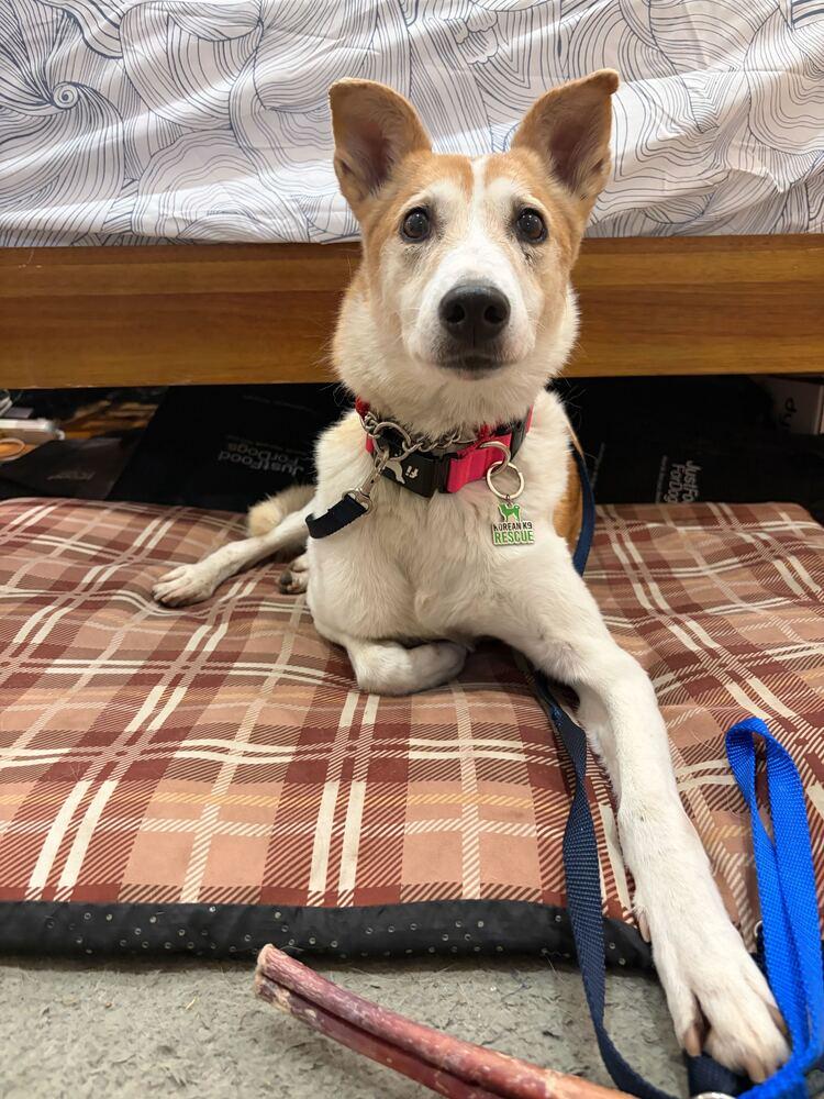 Cura, a Adoptable Jindo in Long Island City, NY image 6/6