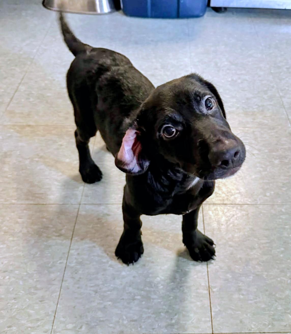Hello Kitty (from Josie and the Pussy Cats Litter), an adopted mixed breed in Amelia, OH image 3/6