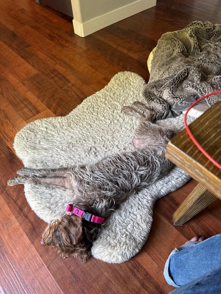Dixie, Adoptable, Young Female German Wirehaired Pointer & Poodle.