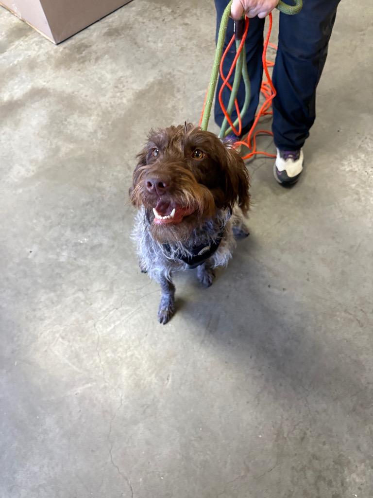 Dixie, a Adoptable mixed breed in St. Helens, OR image 2/3