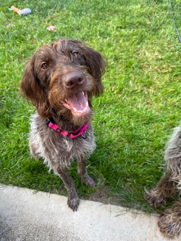 Dixie, a Adoptable mixed breed in St. Helens, OR image 3/3